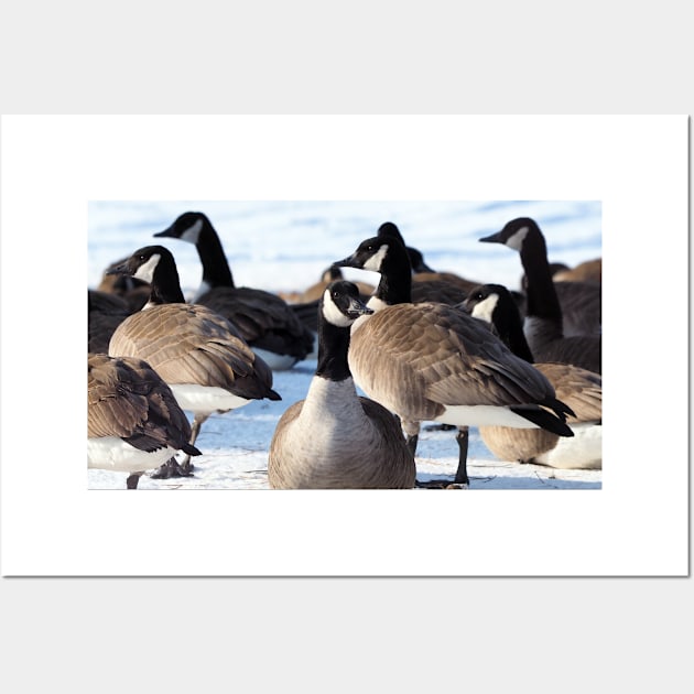 Canada Geese Standing In The Snow Wall Art by BackyardBirder